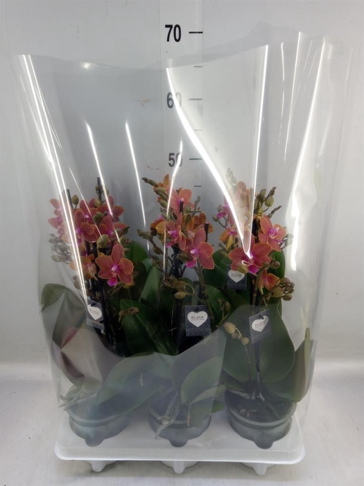 <h4>Phalaenopsis   ...orange</h4>