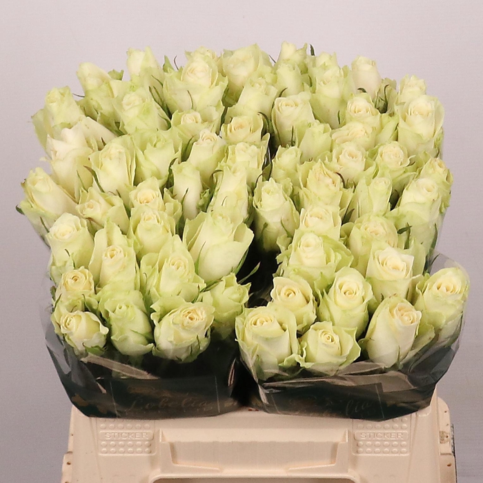 <h4>R GR ATHENA</h4>