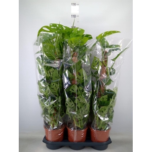 Monstera obliqua 'Monkey Mask'