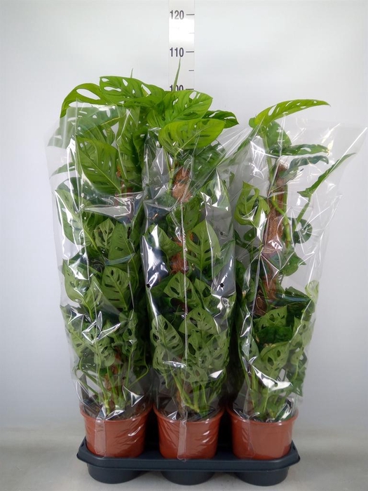 <h4>Monstera obliqua 'Monkey Mask'</h4>