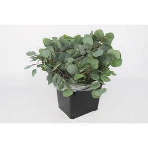 Euc. Populus Leaf Short