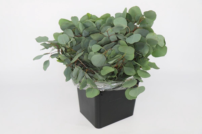 <h4>Euc. Populus Leaf Short</h4>