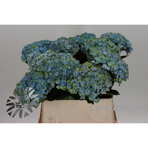 Hydrangea mag revolution