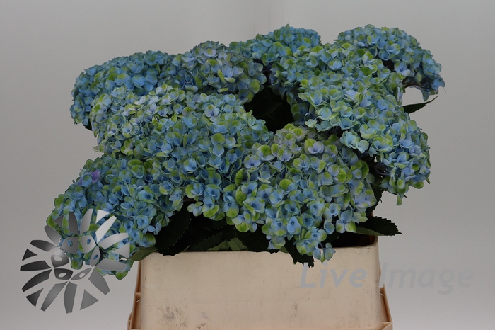 <h4>Hydrangea mag revolution</h4>