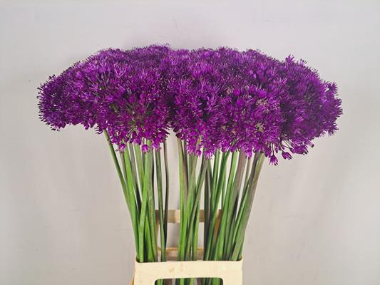 Allium Purple Sensation