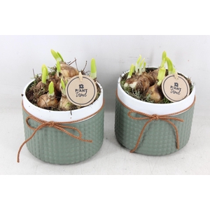 arr4 Narcis PL - Nopjes pot met strik 250/6