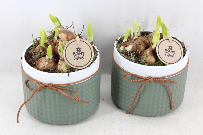 arr4 Narcis PL - Nopjes pot met strik 250/6