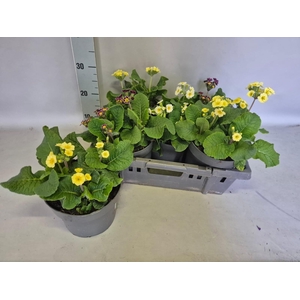 PRIM VER L QUEEN RED