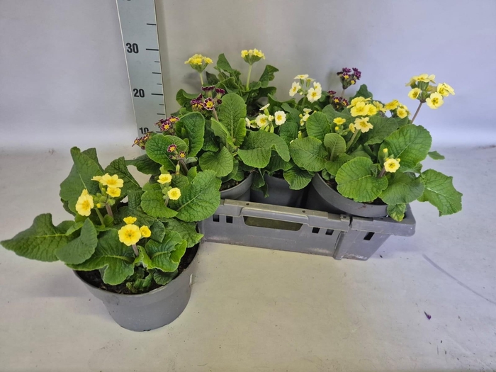 <h4>PRIM VER L QUEEN RED</h4>