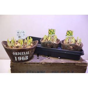 arr8 Arr N Tete A Tete In Houten Hengsel Bakje