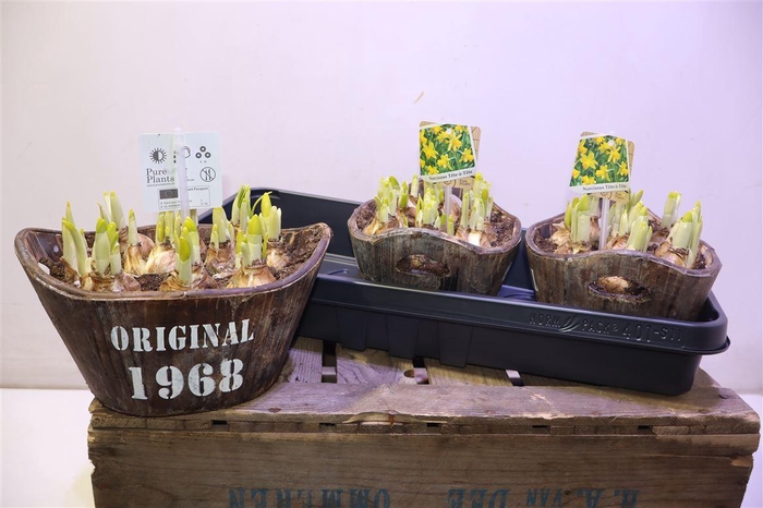 <h4>arr8 Arr N Tete A Tete In Houten Hengsel Bakje</h4>