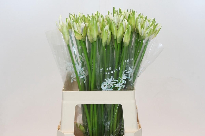 <h4>Nerine Biancaneve</h4>