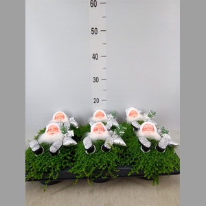 Soleirolia soleirolii   ...green