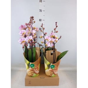 Phalaenopsis  'Corolla Beach'