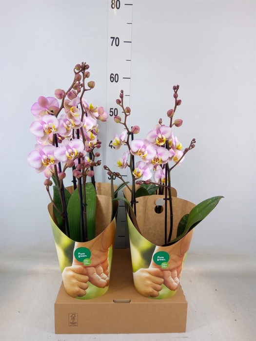 <h4>Phalaenopsis  'Corolla Beach'</h4>