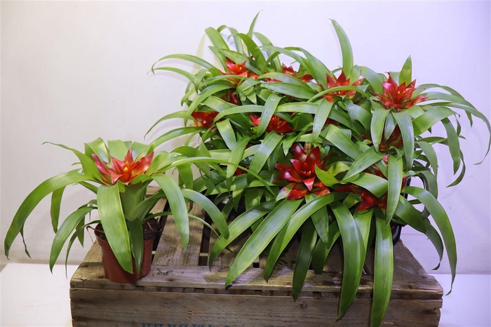 <h4>arr8 Guzm Tempo</h4>