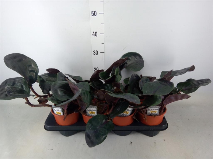 <h4>Calathea   ...</h4>