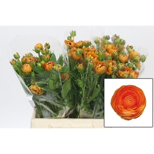 RAN N MODERN VIVALDI