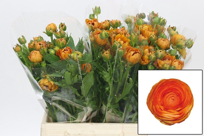 <h4>RAN N MODERN VIVALDI</h4>