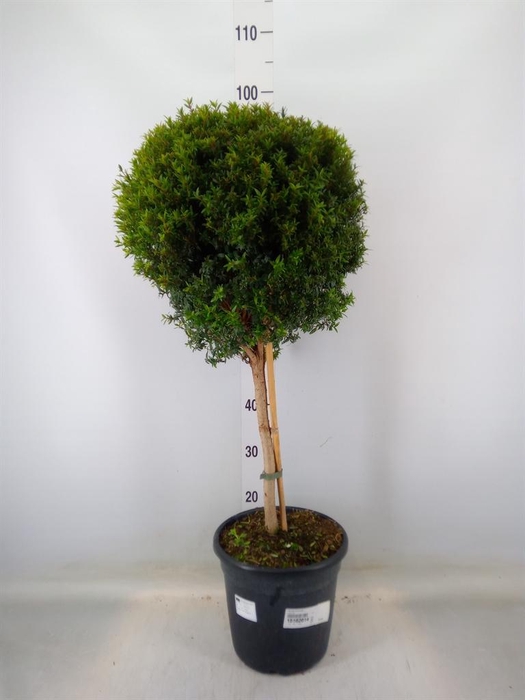 <h4>Myrtus communis</h4>