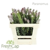 Paranomus Flower
