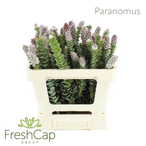 Paranomus