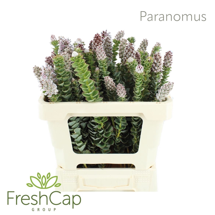 <h4>Paranomus</h4>