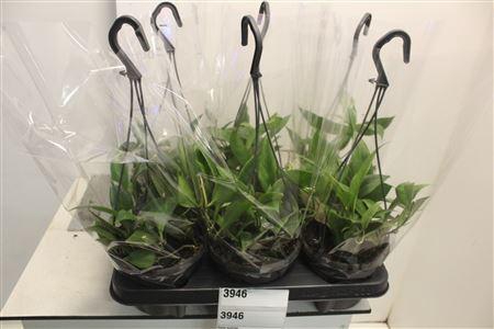 <h4>Hoya Sunrise</h4>