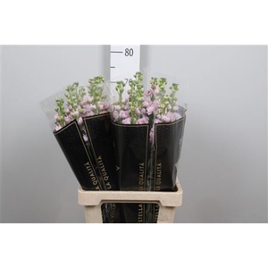 Matth Iron * Premium* Light Pink