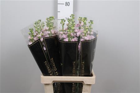 <h4>Matth Iron * Premium* Light Pink</h4>