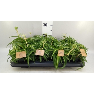 Chlorophytum com. 'Bonnie'