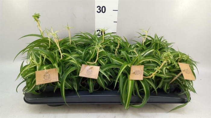 <h4>Chlorophytum com. 'Bonnie'</h4>