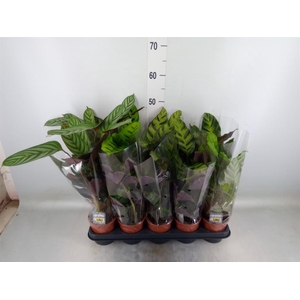 Calathea ...mix 3