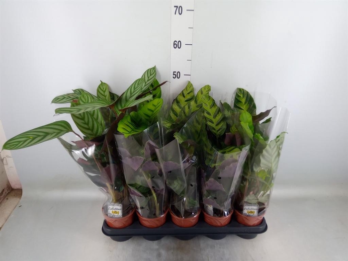 <h4>Calathea   ...mix 3</h4>