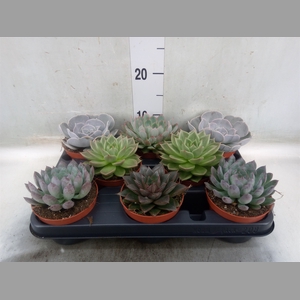 Echeveria   ...mix