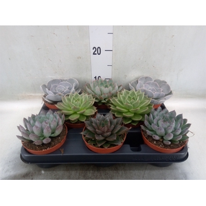Echeveria   ...mix
