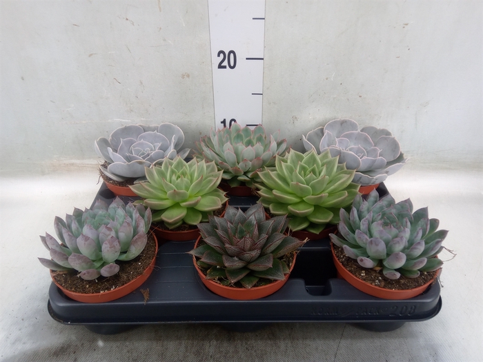 <h4>Echeveria   ...mix</h4>