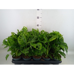 Monstera obliqua 'Leichtlinii'