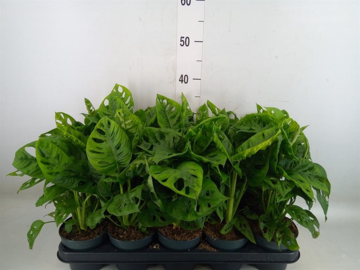 <h4>Monstera obliqua 'Leichtlinii'</h4>