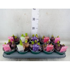 Hyacinthus orie.   ...mix 5