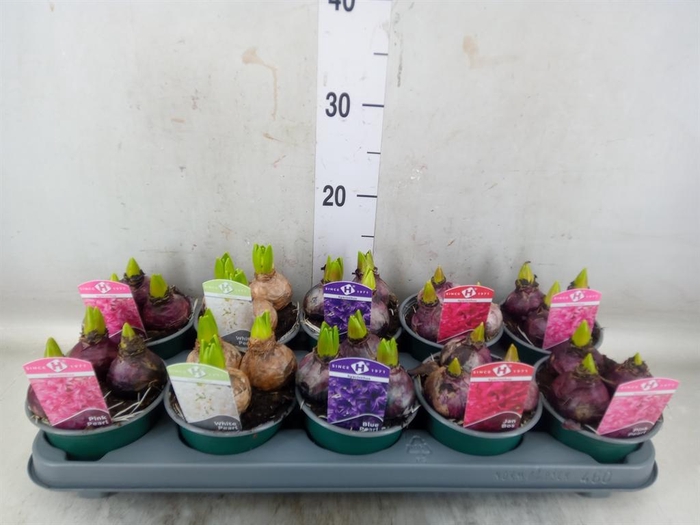 <h4>Hyacinthus orie.   ...mix 5</h4>