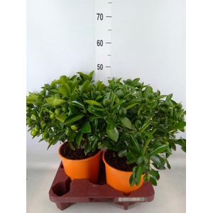 Citrofortunella mic.