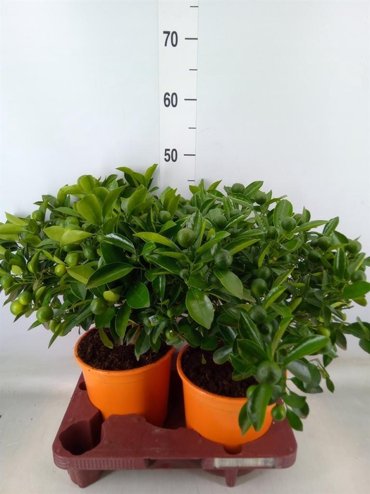 <h4>Citrofortunella mic.</h4>