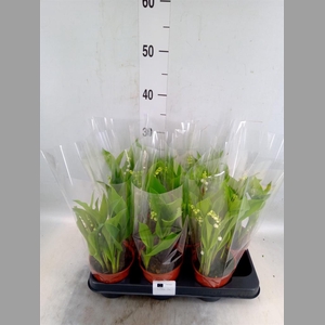 Convallaria majalis
