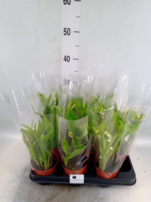 <h4>Convallaria majalis</h4>