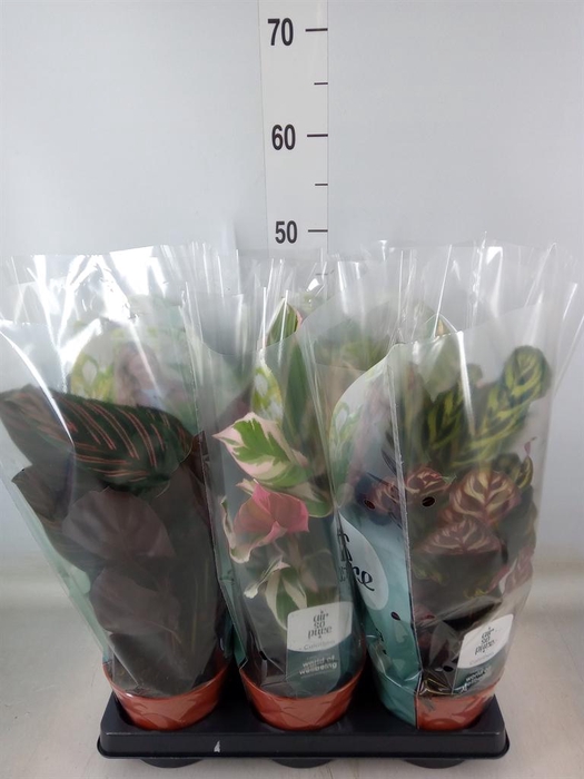 <h4>Calathea   ...mix</h4>