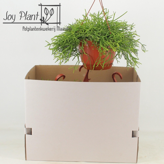 <h4>RHIPSALIS HETEROCLAD</h4>