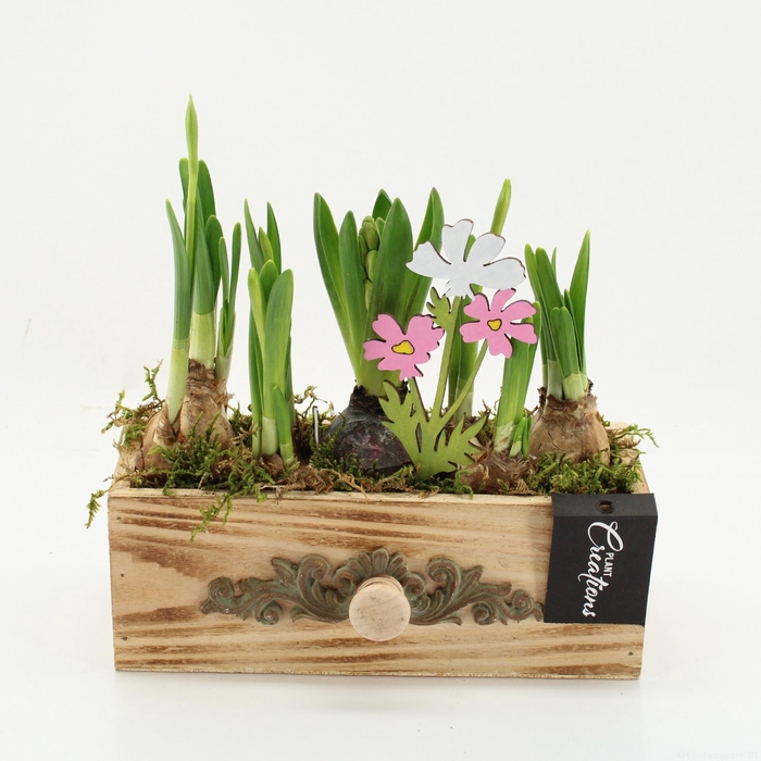 <h4>BLCR-2627 Bulbs creations</h4>