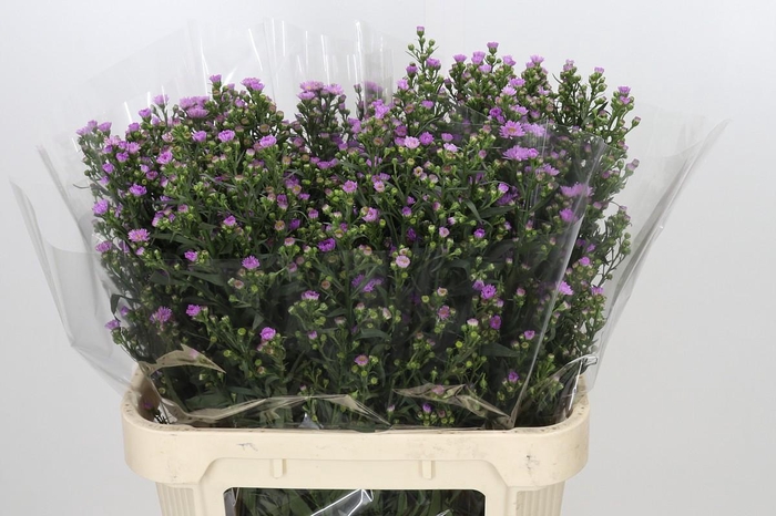 <h4>Aster Painted Lady</h4>