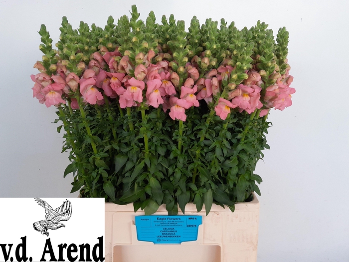 <h4>ANTIR AVIGNON ROSE</h4>